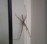 A stick bug perched next to my door