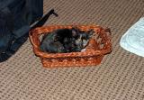Basket of cat