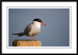 Tern in Atlantic City