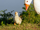 Gosling and Mother