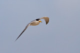 Least Tern WEB