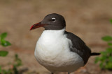 Laughing Gull WEB