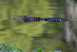 Alligator at Greenfield Lake
