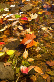 Leaves on the Tohickon Creek