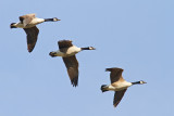 Migrating Geese