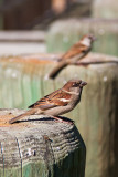 Friendly Sparrows