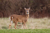Whitetail Deer in Princeton