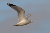 Soaring Gull Treatment 2