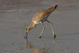 Sand Piper