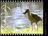 2009_05_30_IMG_0554_ElkhornPB.jpg