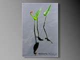 PondPics-05.jpeg
