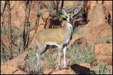 Young Male  natural habitat