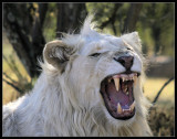 Rare White Lions