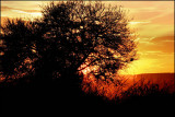 Sunset in African Bushveld 7