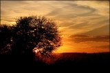 Sunset in African Bushveld 4