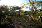 Camping In Bushveld