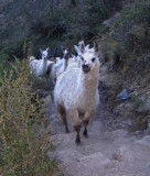 Inca Trail Day 2-02.jpg