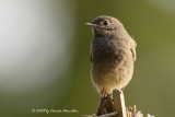 Black redstart