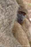 Young Baboon