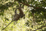 Vervet Monkeys