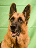 Jazz - German Shepherd