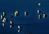 DSC_0070  gull 1.jpg