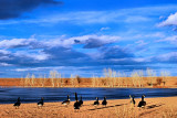 DSC_0049 winter stroll on the beach.jpg