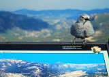 ROCKY MTN PKS Spokesbird sg.jpg