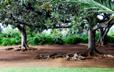 TREES OF TENERIFE  Puerto Del La Cruz s.jpg