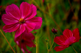 Family of flowers S.jpg