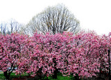 DC Cherry Blossoms S.jpg