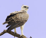 Martial Eagle  perched on branch