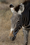 Gravys zebra.