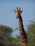 Curious giraffe