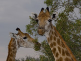 Giraffe heads