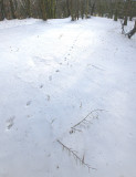 Foxsteps, Standish Woods