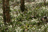 Cherington snowdrops 5