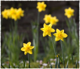 Rosemary's daffs