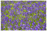 bluebellwall