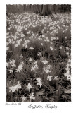 Kempley Daffs, selenium toned