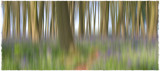 Afternoon bluebell design