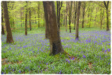 Thatsenoughbluebells