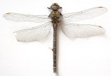 Dragonfly 2009(3)