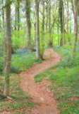 1765-woodland walk