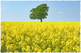 oilseed rape(1)