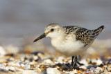 Sanderling