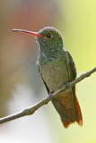 Rufous-tailed Hummingbird