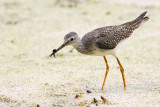 Lesser Yellowlegs