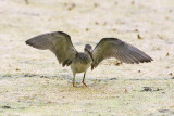 Lesser Yellowlegs