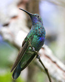 Sparkling Violetear